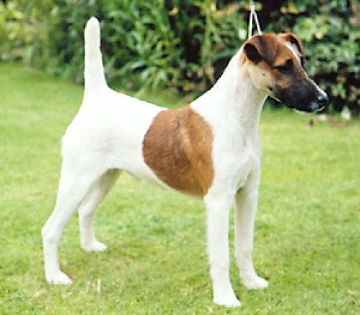 FOX TERRIER CU PAR NETED SI SCURT